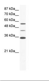 HepG2 Cell Lysate