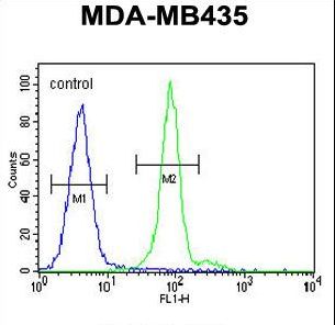 ALX4 Antibody flow cytometry of MDA-MB435 cells (right histogram) compared to a negative control cell (left histogram). FITC-conjugated goat-anti-rabbit secondary antibodies were used for the analysis.