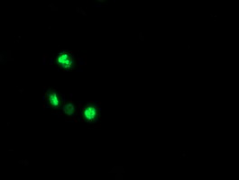 Anti-ALX4 mouse monoclonal antibody immunofluorescent staining of COS7 cells transiently transfected by pCMV6-ENTRY ALX4.