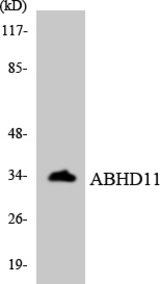 Western blot of the lysates from HeLa cells using ABHD11 antibody.