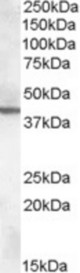 Antibody (0.3 ug/ ml) staining of Mouse Brain lysate (35 ug/ protein in RIPA buffer). Primary incubation was 1 hour. Detected by chemiluminescence