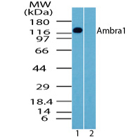 Western blot of Ambra1 in human brain lysate in the 1) absence and 2) presence of immunizing peptide using LS-B7940 at 1 ug/ml.
