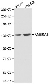 Western blot of AMBRA1 pAb in extracts from MCF7 and HepG2 cells.
