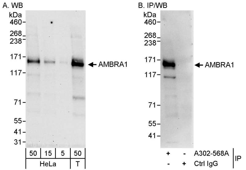 Detection of Human AMBRA1 by Western Blot and Immunoprecipitation. Samples: Whole cell lysate from HeLa (5, 15 and 50 ug for WB; 1 mg for IP, 20% of IP loaded) and 293T (T; 50 ug) cells. Antibodies: Affinity purified rabbit anti-AMBRA1 antibody used for WB at 0.04 ug/ml (A) and 1 ug/ml (B) and used for IP at 3 ug/mg lysate. Detection: Chemiluminescence with exposure times of 30 seconds (A and B).