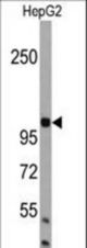 Western blot of AMBRA1 Antibody in HepG2 cell line lysates (35 ug/lane). AMBRA1(arrow) was detected using the purified antibody.