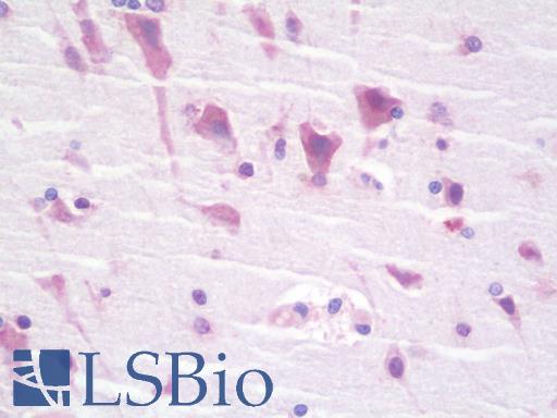 Anti-ABHD12 antibody IHC staining of human brain, cerebellum. Immunohistochemistry of formalin-fixed, paraffin-embedded tissue after heat-induced antigen retrieval. Antibody LS-B9740 concentration 10 ug/ml.