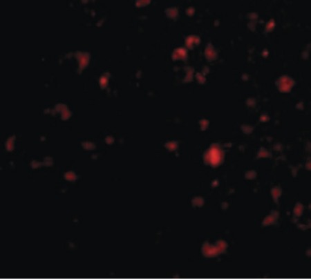 Immunofluorescence of Ambra1 in Human Brain cells with Ambra1 antibody at 20 ug/ml.