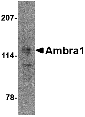 Western blot of Ambra1 in mouse brain tissue lysate with Ambra1 antibody at 2 ug/ml.