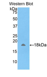 Western blot of recombinant AMELX.