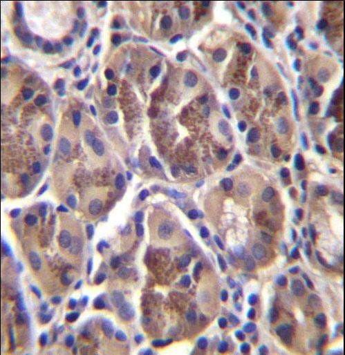 AMELX Antibody immunohistochemistry of formalin-fixed and paraffin-embedded human stomach tissue followed by peroxidase-conjugated secondary antibody and DAB staining.