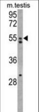 Western blot of AMHR2 Antibody in mouse testis tissue lysates (35 ug/lane). AMHR2 (arrow) was detected using the purified antibody.