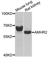 Western blot analysis of extracts of various cell lines, using AMHR2 antibody.