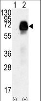Western blot of AMHR2(arrow) using rabbit polyclonal AMHR2 Antibody (N-term R80). 293 cell lysates (2 ug/lane) either nontransfected (Lane 1) or transiently transfected with the AMHR2 gene (Lane 2) (Origene Technologies).