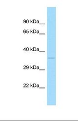 Western blot of Human MCF7. AMICA1 antibody dilution 1.0 ug/ml.