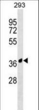 AMICA1 Antibody western blot of 293 cell line lysates (35 ug/lane). The AMICA1 antibody detected the AMICA1 protein (arrow).