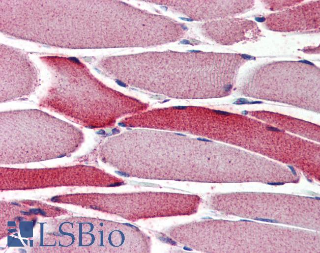 Anti-AIFM2 / AMID antibody IHC of human skeletal muscle. Immunohistochemistry of formalin-fixed, paraffin-embedded tissue after heat-induced antigen retrieval. Antibody LS-B3000 concentration 4 ug/ml.