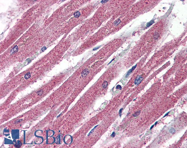Anti-AIFM2 / AMID antibody IHC of human heart. Immunohistochemistry of formalin-fixed, paraffin-embedded tissue after heat-induced antigen retrieval. Antibody LS-B3000 concentration 4 ug/ml.