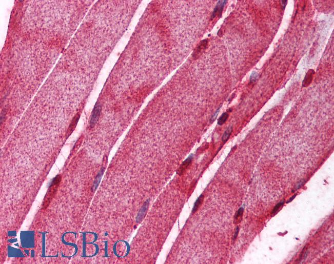 Anti-AIFM2 / AMID antibody IHC of human skeletal muscle. Immunohistochemistry of formalin-fixed, paraffin-embedded tissue after heat-induced antigen retrieval. Antibody LS-B229 concentration 5 ug/ml.