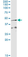 Immunoprecipitation of AIFM2 transfected lysate using anti-AIFM2 monoclonal antibody and Protein A Magnetic Bead.