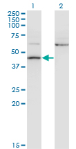 Western blot of AIFM2 expression in transfected 293T cell line by AMID monoclonal antibody (M13), clone 2C6.