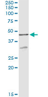 Immunoprecipitation of AIFM2 transfected lysate using anti-AIFM2 monoclonal antibody and Protein A Magnetic Bead.