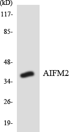 Western blot of the lysates from HT-29 cells using AIFM2 antibody.