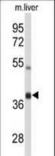 Western blot of AIFM2 Antibody in mouse liver tissue lysates (35 ug/lane). AIFM2 (arrow) was detected using the purified antibody.