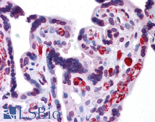 Anti-AIFM2 / AMID antibody IHC of human placenta. Immunohistochemistry of formalin-fixed, paraffin-embedded tissue after heat-induced antigen retrieval. Antibody LS-B4692 concentration 5 ug/ml.