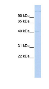AIFM2 / AMID antibody LS-B4692 Western blot of Fetal Brain lysate.