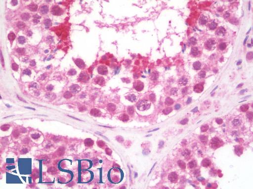 Anti-AMIGO antibody IHC staining of human testis. Immunohistochemistry of formalin-fixed, paraffin-embedded tissue after heat-induced antigen retrieval.