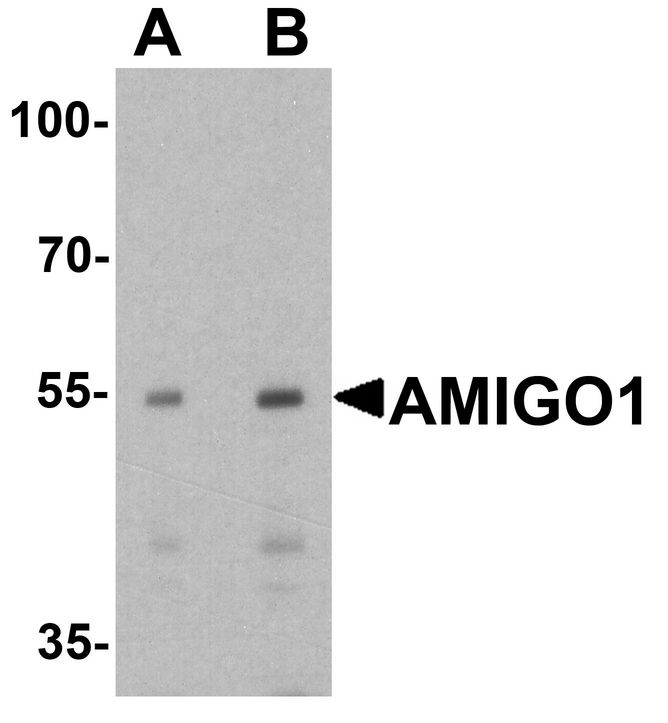 Western blot analysis of AMIGO1 in HeLa cell lysate with AMIGO1 antibody at (A) 1 and (B) 2 ug/ml.
