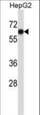 AMIGO1 Antibody western blot of HepG2 cell line lysates (35 ug/lane). The AMIGO1 antibody detected the AMIGO1 protein (arrow).
