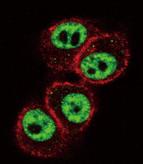 Confocal immunofluorescent of RUNX1 Antibody (S276) with HeLa cell followed by Alexa Fluor 488-conjugated goat anti-rabbit lgG (green). Actin filaments have been labeled with Alexa Fluor 555 phalloidin (red).