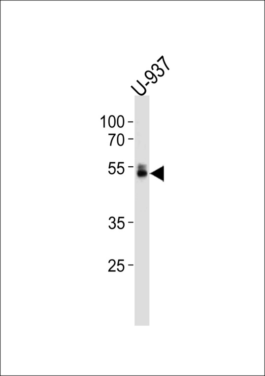 RUNX1 Antibody (S276) western blot of U-937 cell line lysates (35 ug/lane). The RUNX1 antibody detected the RUNX1 protein (arrow).