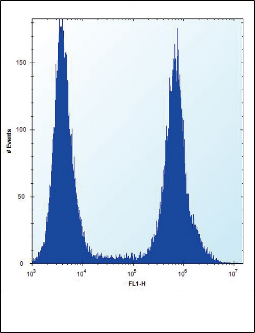 RUNX1 Antibody (S276) flow cytometry of HeLa cells (right histogram) compared to a negative control cell (left histogram). FITC-conjugated donkey-anti-rabbit secondary antibodies were used for the analysis.