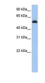 RUNX1 antibody LS-C110239 Western blot of Jurkat lysate.