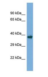 AML1 / RUNX1 antibody Western Blot of Mouse Skeletal Muscle. Antibody dilution: 1 ug/ml.