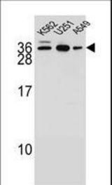 AMN1 Antibody western blot of K562,U251,A549 cell line lysates (35 ug/lane). The AMN1 antibody detected the AMN1 protein (arrow).
