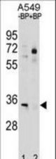 ATP1B2 Antibody western blot of A549 cell line lysates (35 ug/lane). The ATP1B2 antibody detected the ATP1B2 protein (arrow).