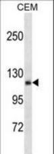 AMOT Antibody western blot of CEM cell line lysates (35 ug/lane). The AMOT antibody detected the AMOT protein (arrow).