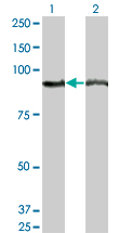 Western blot of AMPD2 expression in transfected 293T cell line by AMPD2 monoclonal antibody (M04), clone 2G8.