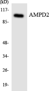 Western blot of the lysates from HeLa cells using AMPD2 antibody.
