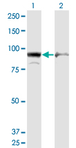 Western blot of AMPD2 expression in transfected 293T cell line by AMPD2 monoclonal antibody (M09), clone 6A8.
