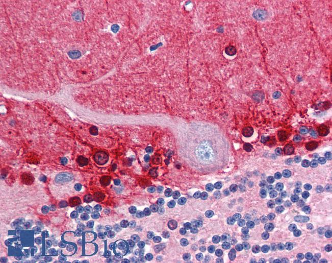 Anti-AMPH / Amphiphysin antibody IHC of human brain, cerebellum. Immunohistochemistry of formalin-fixed, paraffin-embedded tissue after heat-induced antigen retrieval. Antibody LS-B2760 concentration 5 ug/ml.