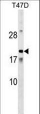 AMTN Antibody western blot of T47D cell line lysates (35 ug/lane). The AMTN antibody detected the AMTN protein (arrow).