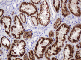 IHC of paraffin-embedded Human Kidney tissue using anti-AMY2B mouse monoclonal antibody.
