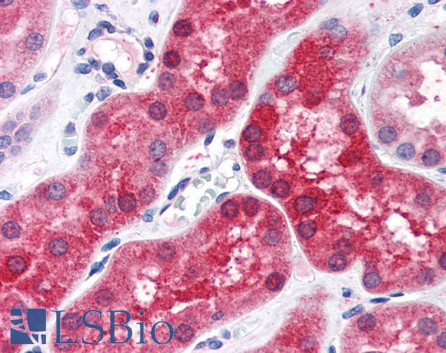 Anti-ABHD4 antibody IHC of human kidney. Immunohistochemistry of formalin-fixed, paraffin-embedded tissue after heat-induced antigen retrieval. Antibody LS-B2767 concentration 75 ug/ml.