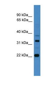 AMZ2 antibody LS-C117019 Western blot of RPMI-8226 cell lysate.