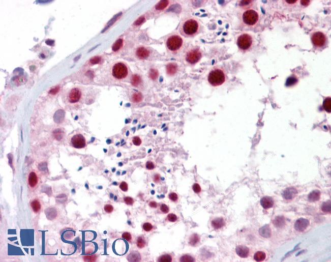 Anti-ANAPC1 antibody IHC of human testis. Immunohistochemistry of formalin-fixed, paraffin-embedded tissue after heat-induced antigen retrieval. Antibody LS-B6979 concentration 5 ug/ml.