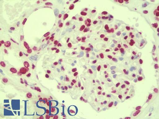 Anti-ANAPC10 / APC10 antibody IHC staining of human kidney. Immunohistochemistry of formalin-fixed, paraffin-embedded tissue after heat-induced antigen retrieval.